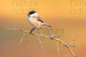 Photos of Marsh Tit (Poecile palustris)