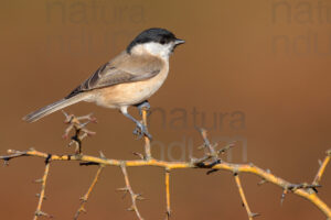 Photos of Marsh Tit (Poecile palustris)