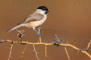 Photos of Marsh Tit (Poecile palustris)