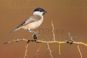 Photos of Marsh Tit (Poecile palustris)