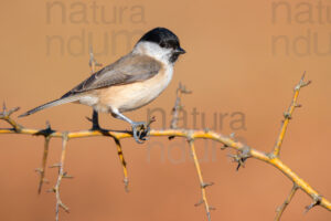 Photos of Marsh Tit (Poecile palustris)