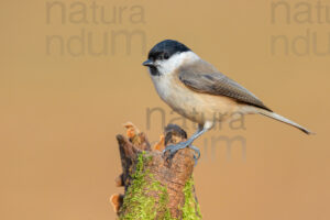 Photos of Marsh Tit (Poecile palustris)