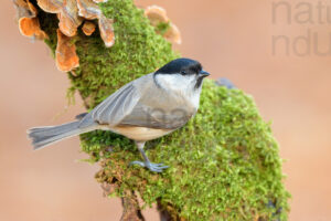 Photos of Marsh Tit (Poecile palustris)