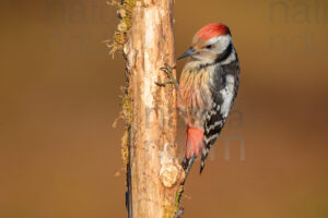 Foto di Picchio rosso mezzano (Dendrocopos medius)