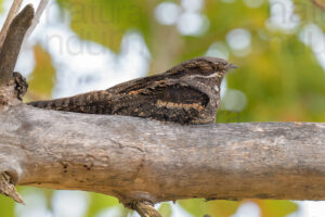 Foto di Succiacapre (Caprimulgus europaeus)