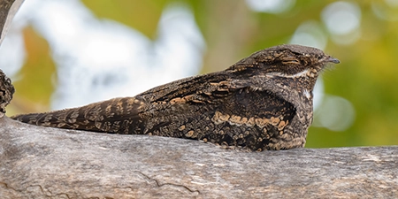 foto di uccelli notturni