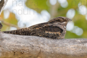 Foto di Succiacapre (Caprimulgus europaeus)