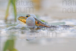 Foto di Rana verde (Pelophylax sp.)