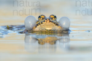 Foto di Rana verde (Pelophylax sp.)