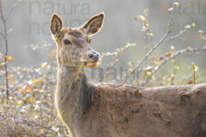 Foto di Cervo italico (Cervus elaphus italicus)