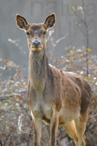 Photos of Red Deer (Cervus elaphus italicus)