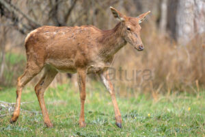 Photos of Red Deer (Cervus elaphus italicus)