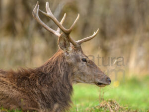 Photos of Red Deer (Cervus elaphus italicus)