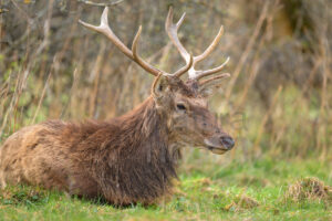 Foto di Cervo italico (Cervus elaphus italicus)