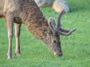 Foto di Cervo italico (Cervus elaphus italicus)