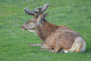 Photos of Red Deer (Cervus elaphus italicus)