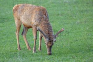 Foto di Cervo italico (Cervus elaphus italicus)