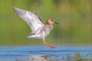 Foto di Combattente (Calidris pugnax)