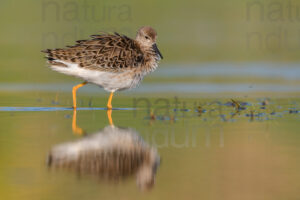 Foto di Combattente (Calidris pugnax)