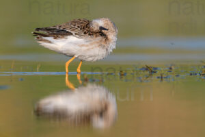 Foto di Combattente (Calidris pugnax)