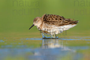 Foto di Combattente (Calidris pugnax)