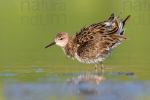 Foto di Combattente (Calidris pugnax)