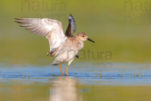 Photos of Ruff (Calidris pugnax)