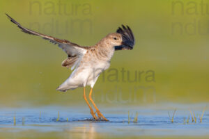 Foto di Combattente (Calidris pugnax)