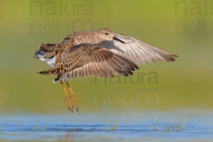 Photos of Ruff (Calidris pugnax)