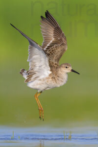 Foto di Combattente (Calidris pugnax)