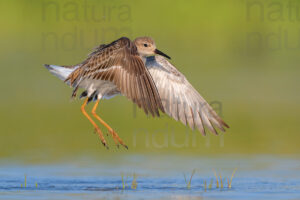 Foto di Combattente (Calidris pugnax)