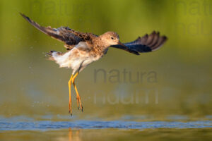 Foto di Combattente (Calidris pugnax)