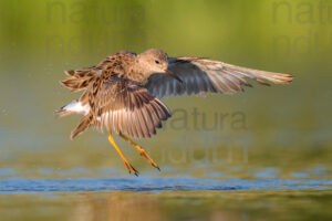 Foto di Combattente (Calidris pugnax)