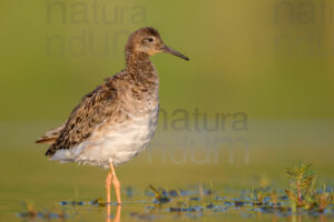 Foto di Combattente (Calidris pugnax)