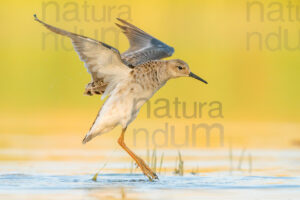 Foto di Combattente (Calidris pugnax)