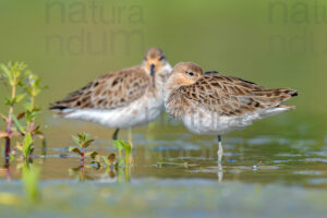 Foto di Combattente (Calidris pugnax)