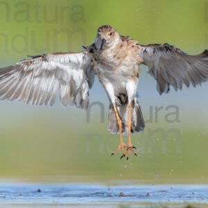 Photos of Ruff (Calidris pugnax)