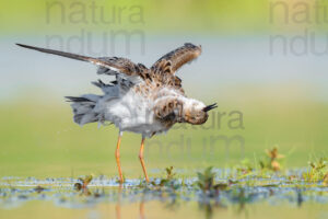 Foto di Combattente (Calidris pugnax)