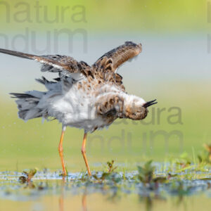 Photos of Ruff (Calidris pugnax)