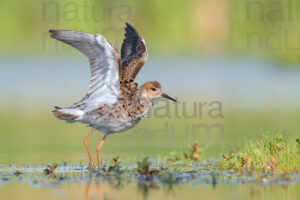 Photos of Ruff (Calidris pugnax)