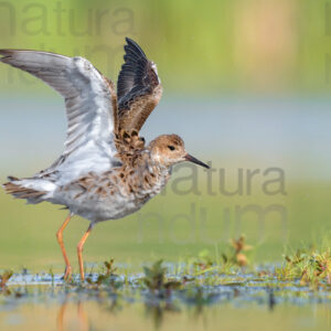 Photos of Ruff (Calidris pugnax)