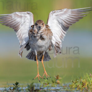 Photos of Ruff (Calidris pugnax)