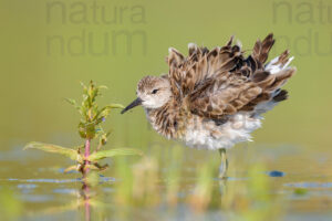 Foto di Combattente (Calidris pugnax)