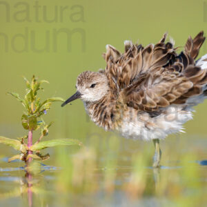 Photos of Ruff (Calidris pugnax)