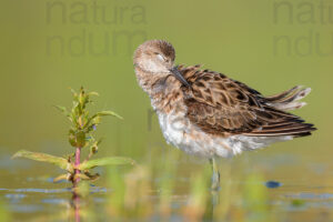 Foto di Combattente (Calidris pugnax)