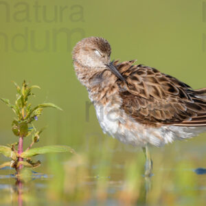 Photos of Ruff (Calidris pugnax)