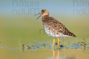 Foto di Combattente (Calidris pugnax)