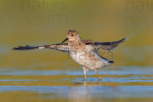 Photos of Ruff (Calidris pugnax)