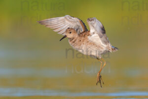 Foto di Combattente (Calidris pugnax)