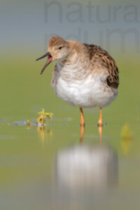 Foto di Combattente (Calidris pugnax)